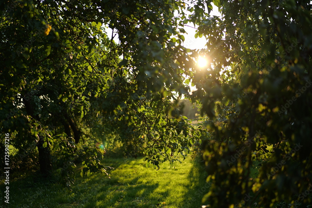 Fototapeta premium Sunlight filters through leaves in a serene garden during late afternoon hours in a peaceful outdoor setting