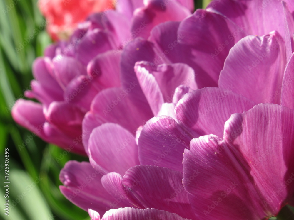 Fototapeta premium Zbliżenie na różowe tulipany