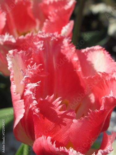 Zbliżenie na różowe tulipany © Kumulugma