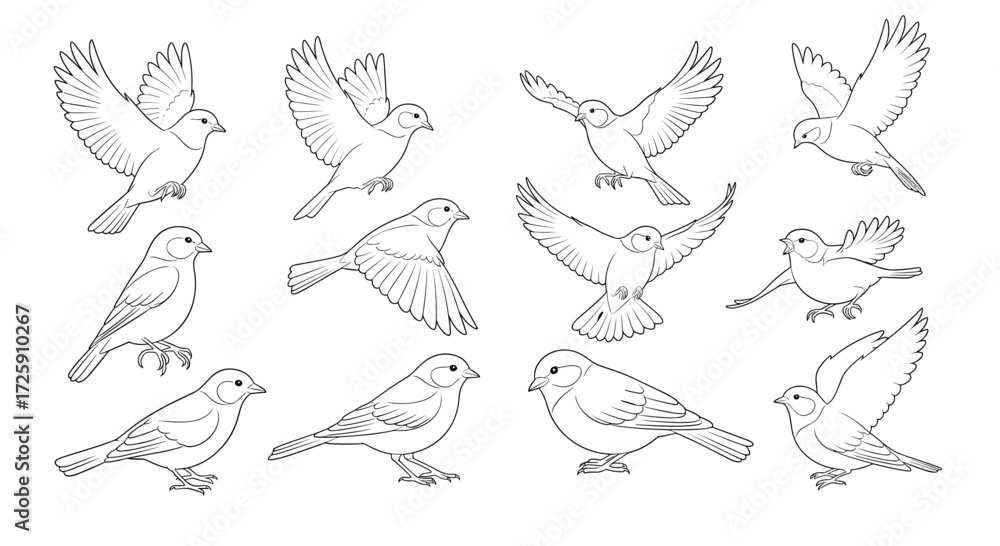 Obraz premium A collection of detailed line art drawings of various bird species in flight and perched.