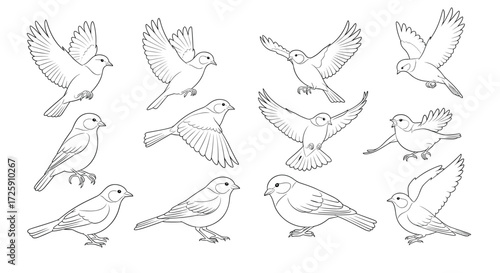 A collection of detailed line art drawings of various bird species in flight and perched.