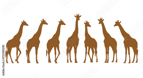 A group of giraffes walking across a white background.