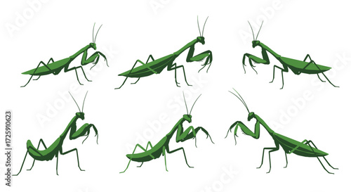 A collection of six green praying mantises posed in different captivating stances.
