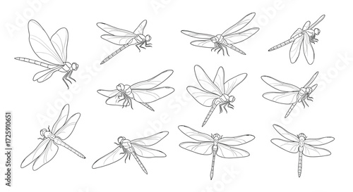 A collection of delicate dotted line drawings of dragonflies in various poses and perspectives.