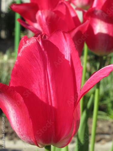 Zbliżenie na różowe tulipany © Kumulugma