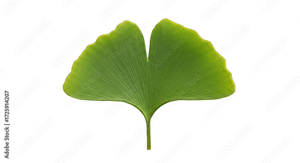 Fototapeta premium Vibrant Green Ginkgo Biloba Leaf with Distinct Veins on Black Background