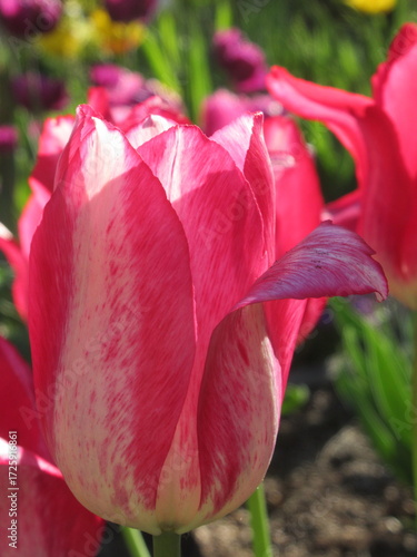 Zbliżenie na różowe tulipany © Kumulugma