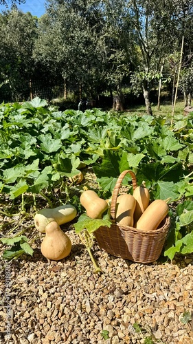 Photos Butternut Squash in Basket After Harvest – Autumn Vegetable in Organic Garden