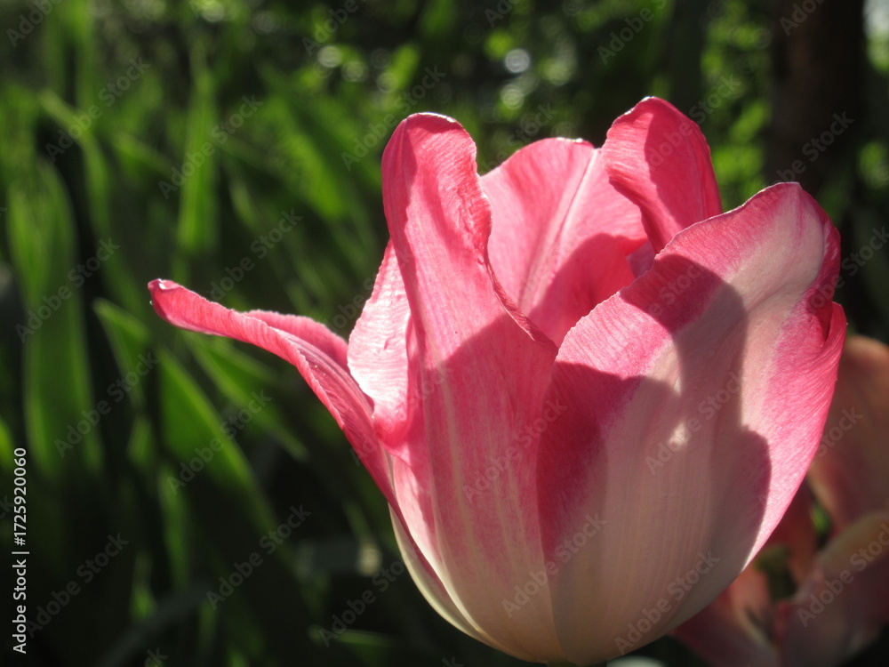 Fototapeta premium Zbliżenie na różowe tulipany