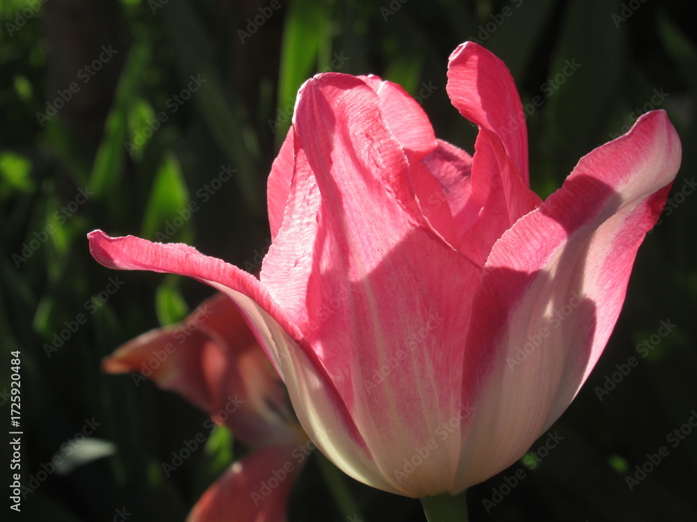 Fototapeta premium Zbliżenie na różowe tulipany