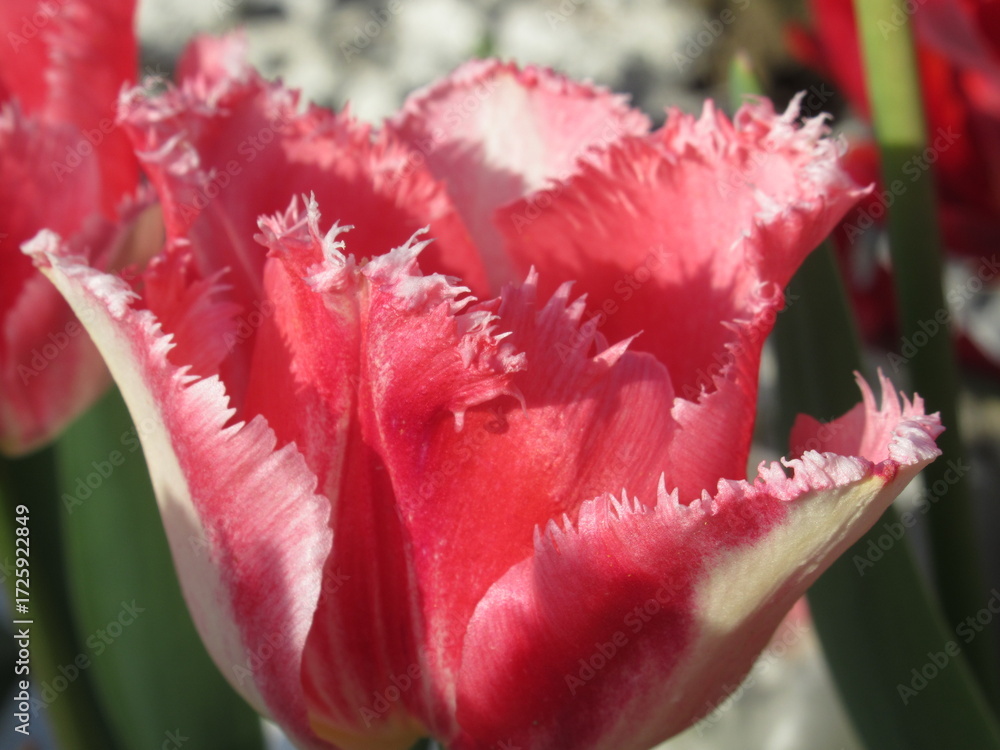 Fototapeta premium Zbliżenie na różowe tulipany