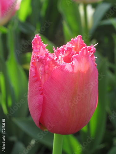 Zbliżenie na różowe tulipany © Kumulugma