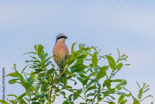 Red-backed Shrike in woodland - Lanius collurio
