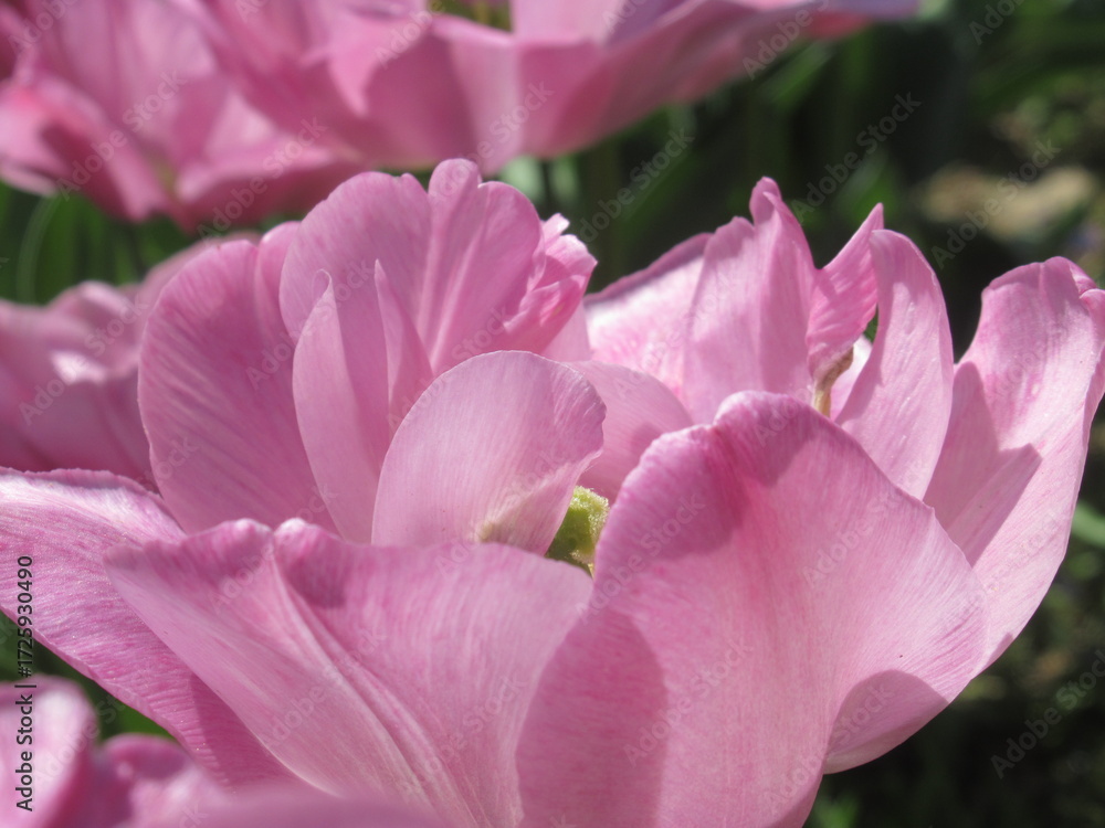 Naklejka premium Zbliżenie na różowe tulipany