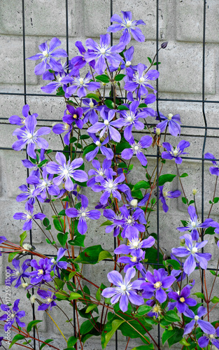 kwitnący na fioletowo powojnik, prawdopodobnie powojnik bylinowy odmiana Arabella, Powojnik o kwiatach niebiesko-fioletowych, clematis, Blue violet flower Clematis, probably variety Arabella