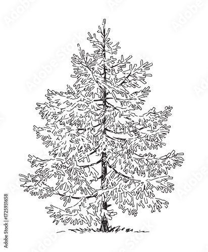 Single fir tree outline, christmas symbol, vector hand drawn illustration isolated on white background