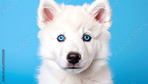 Wallpaper Mural Close-up of a fluffy white puppy with bright blue eyes against a vibrant blue backdrop Torontodigital.ca