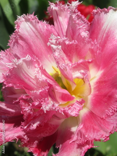 Zbliżenie na różowe tulipany © Kumulugma