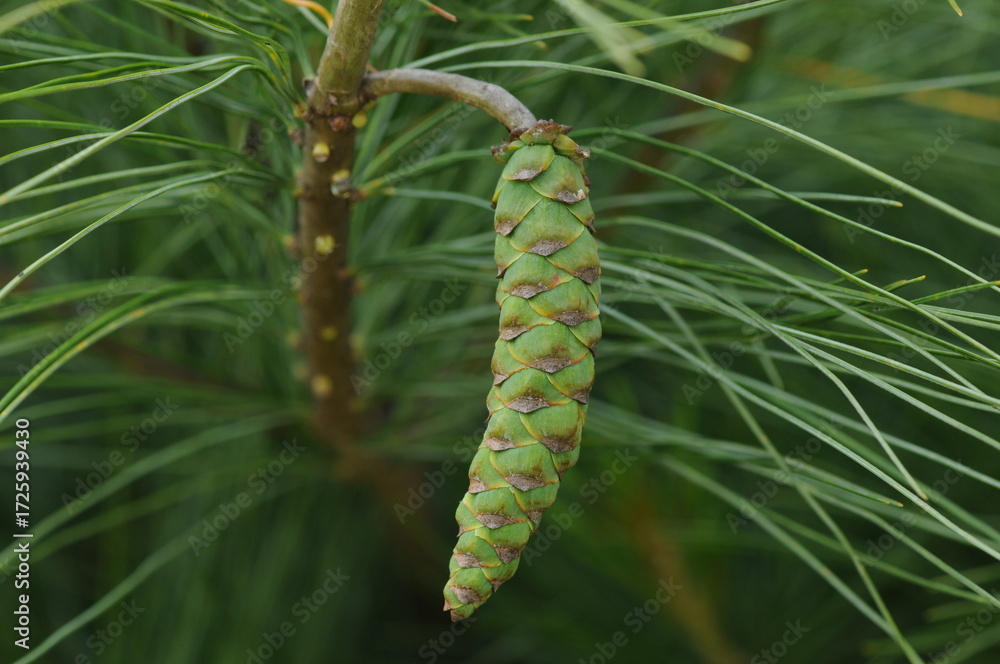 Fototapeta premium Pinus strobus, the eastern white pine, is a tall evergreen conifer native to eastern North America, with clusters of five needles and long cones. Valued for timber and paper. Photographed in Korea.