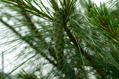 Vászonkép Pinus strobus, the eastern white pine, is a tall evergreen conifer native to eastern North America, with clusters of five needles and long cones