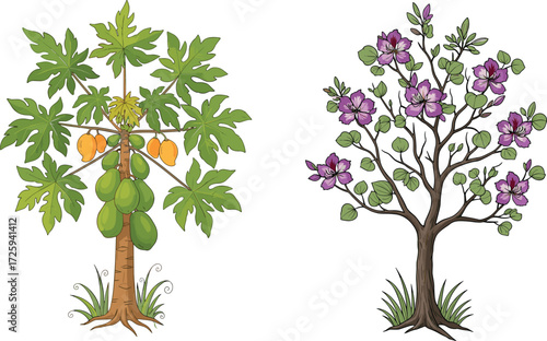 Beautiful tropical papaya fruit tree with ripe fruits and blooming purple flower tree illustration, natural botanical garden design vector art
