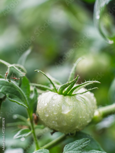 green Beefsteak Tomatoes on the vine 