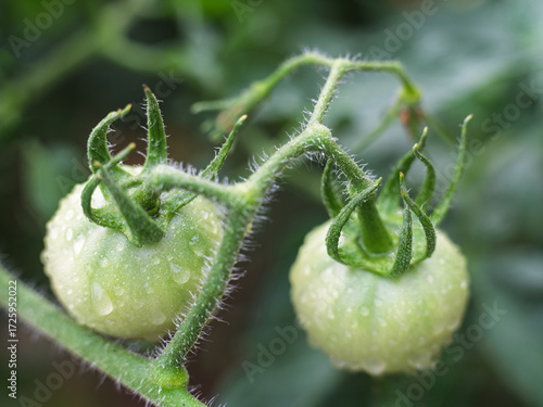 green Beefsteak Tomatoes on the vine 