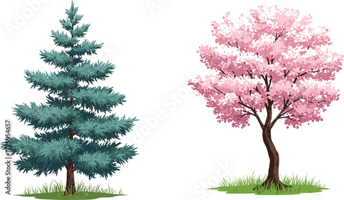 Evergreen pine tree with green foliage, cherry blossom tree in pink flowers, seasonal nature illustration, botanical vector design, landscape environment art