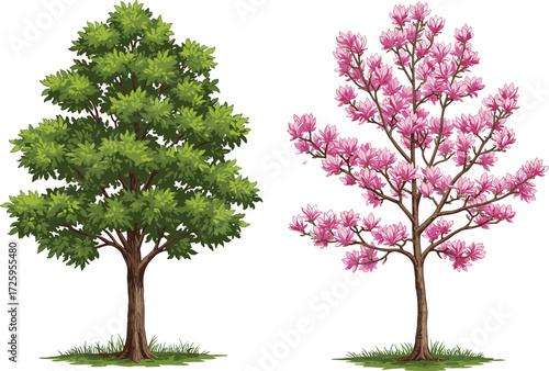 Green deciduous tree and pink magnolia blossom tree illustration, seasonal contrast, botanical vector design, garden landscape artwork, nature foliage, decorative element