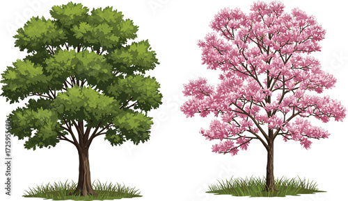 Green deciduous tree with dense foliage, pink cherry blossom tree in bloom, seasonal botanical illustration, vector nature design, outdoor landscape element