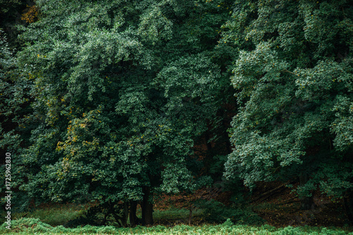 Close-up of dense green foliage and thick tree trunks at the forest floor covered with dry brown leaves, illustrating the deep shadows and rich textures of a natural temperate woodland.