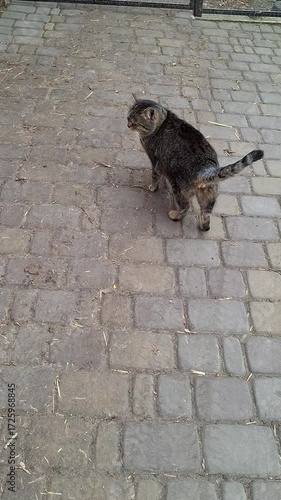 Cute cat walks on snowy cobblestone path in winter wonderland at a quiet outdoor location