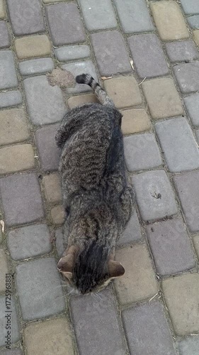 Gray cat lounging on cobblestone street in sunny afternoon