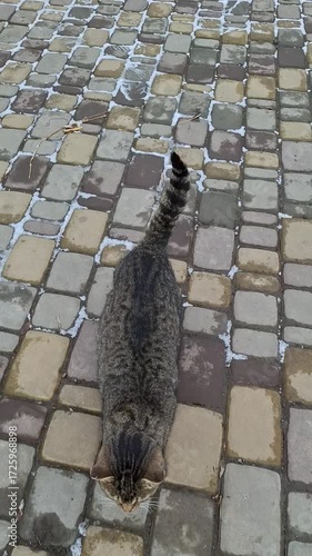 Gray tabby cat walks across cobblestone path in a sunny outdoor area during the afternoon