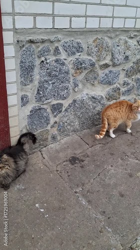 Cats exploring a rustic outdoor area on a sunny day at a country home