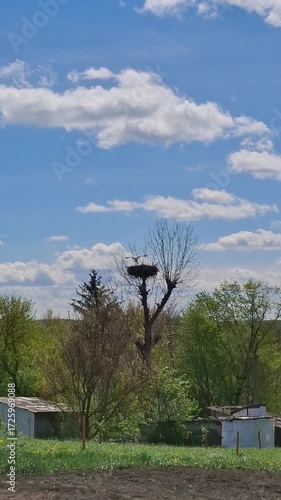 Beautiful spring day with a large stork nest in a tree against a clear blue sky 