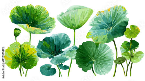 Vector illustration of a set of different lily pad leaves isolated on a white background