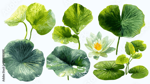 Vector illustration of a set of different lily pad leaves isolated on a white background