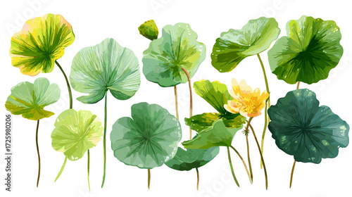 Vector illustration of a set of different lily pad leaves isolated on a white background
