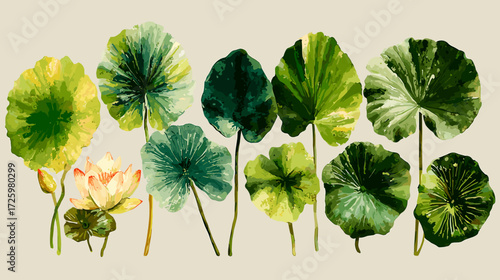 Vector illustration of a set of different lily pad leaves isolated on a white background