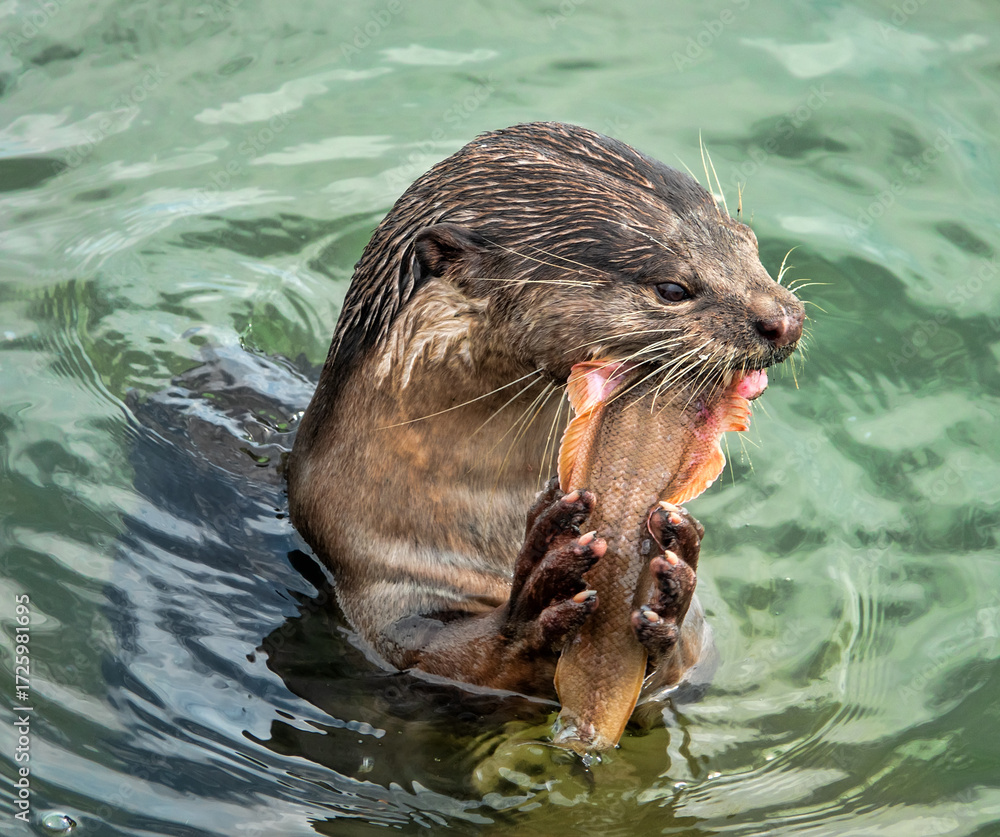 Fototapeta premium Wild otter from island of Borneo, Sandakan. But in absence of persecution and the presence of fish in cities, otter becomes trusting. Hairy-nosed Otter (Lutra sumatrana) caught a catfish
