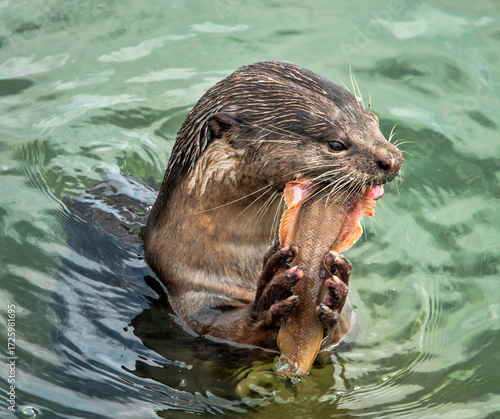 Wild otter from island of Borneo, Sandakan. But in absence of persecution and the presence of fish in cities, otter becomes trusting. Hairy-nosed Otter (Lutra sumatrana) caught a catfish