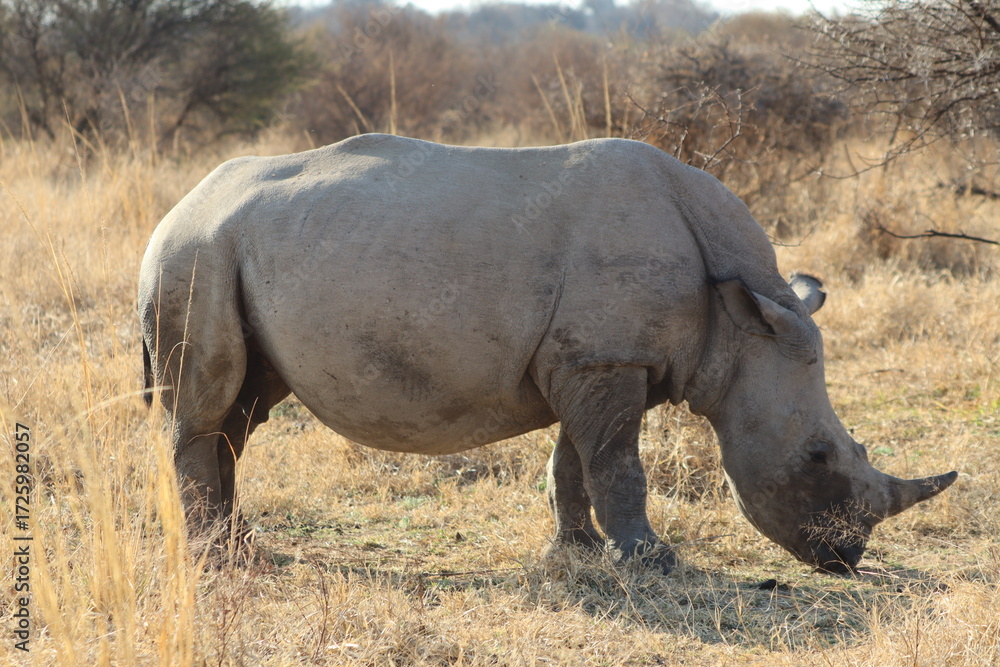 Fototapeta premium White Rhino
