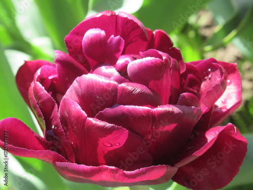 Wallpaper Mural Zbliżenie na różowe kwiaty tulipana Torontodigital.ca