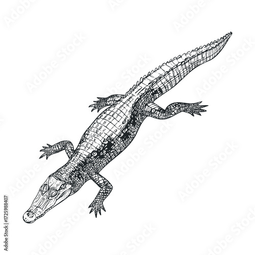 Detailed sketch of a crocodile in natural pose for educational use. Vector black icon