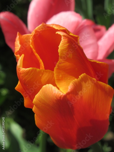 Zbliżenie na pomarańczowego tulipana © Kumulugma