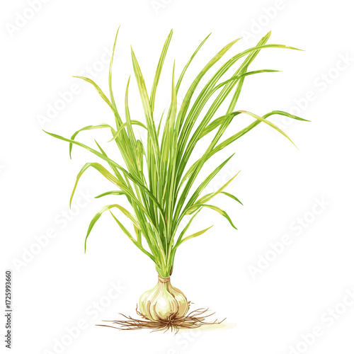 Fresh Lemongrass with Roots and Leaves Illustration