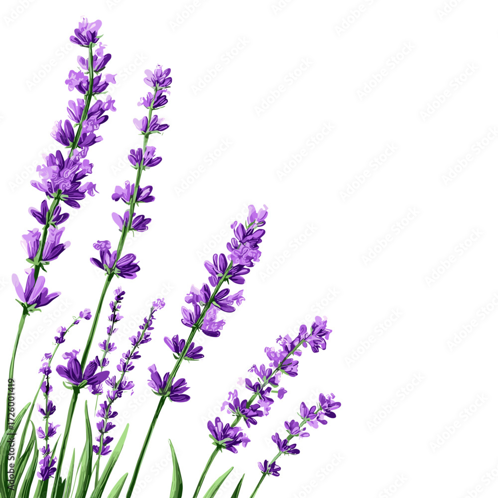 Naklejka premium Lavender Flowers with Green Stems Isolated on White