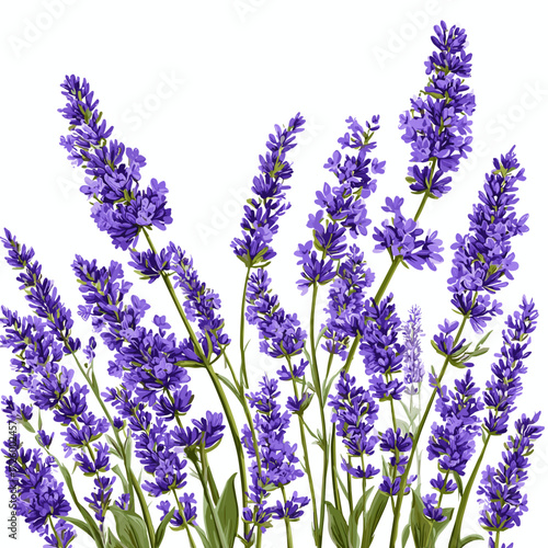 Lavender Flowers with Green Stems Isolated on White