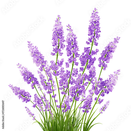 Lavender Flowers with Green Stems Isolated on White